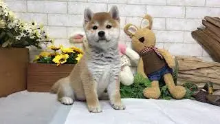 Red Shiba Inu - Koa