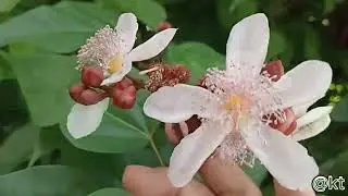 Annatto Tree in Bloom - Nature's Vibrant Colors | A Moment of Peace | Nature & Relaxing Music