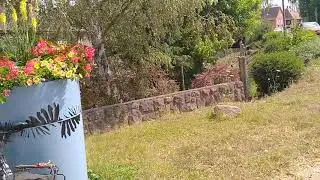 France Holiday (July 2020) - Live band in garden, St Pierre, Alsace, France