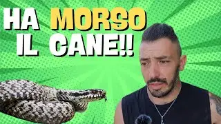 Una VIPERA ha MORSO il cane!!