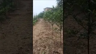 trex🍎🍎 gala😱😱 mm111 2025 plantation#apples #gala