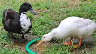 the *CUTEST* Duck couple! |My Pet Ducks |Julia & Olga|