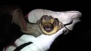 Hoary Bat (Lasiurus cinereus)