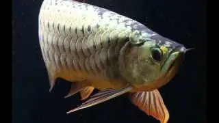 cuulong 1