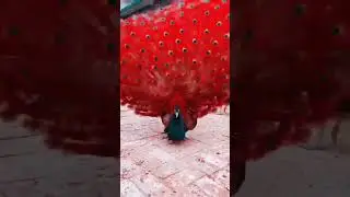 Red peacock #viral #trendingshorts #youtubeshorts #wwe #ytshort