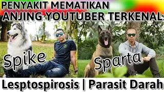 RIP SPIKE ezron tarigan & RIP SPARTA bima aryo, Penyakit anjing MEMATIKAN LEPTOSPIRA & PARASIT DARAH