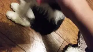 Shichon grooming