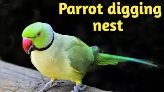 Parrot Digging nest for Breeding | Mast Aur Vyast