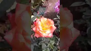 Beautiful Orange Rose🌹🥀✔. #flowers #garden#youtubeshorts #vairalshort