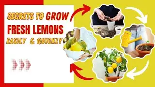 How To Grow Lemon At Home?? Secrets of Growing Lemons Easily & Quickly