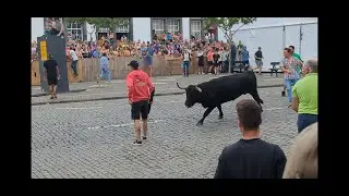 AZORES: Terceira Island * Hit By Bull