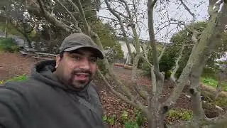 Richmond California Garden TV With Francisco Meza APPLE TREE 🍎 ( Winter ) 
