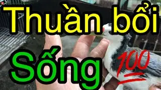 Bẩy Quốc-Thuần Quốc Bổi Cho Đứa Em khác Tỉnh-Thanh Hoà Bình Dương