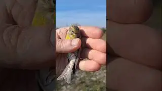 Канареечный ВЬЮРОК 🐦🐦🐦 Обзор очень редкой птички 🔥🔥🔥(лат. Serinus serinus) canary finch