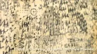 Agenda: Retrospectiva de Mira Schendel na Pinacoteca de SP