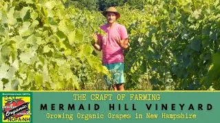 Mermaid Hill Vineyard | Growing Organic Grapes in New Hampshire