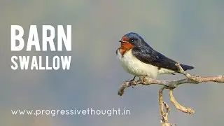 Barn Swallow || Indian birds video @ProgressiveThought-birds