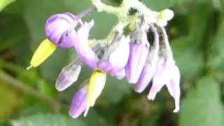 Bitter Nightshade - Solanum dulcamara - H&uacute;mskuggaplanta - Fj&oacute;lubl&aacute; bl&oacute;m
