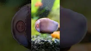 The SECRET To A Peaceful Shrimp Tank!