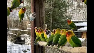 2021/43 - 400 tierische Zwerge sind in Aue zuhause | Rußköpfchen