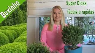 Buxinho: Como cuidar, fazer mudas, tipos de topiaria e tudo para saber cultivar Buxus Sempervirens