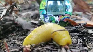 banana slug and tamagotchi 1