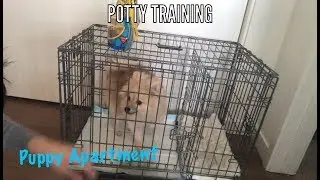 Modern Puppies Potty Training Puppy Apartment - Full Review