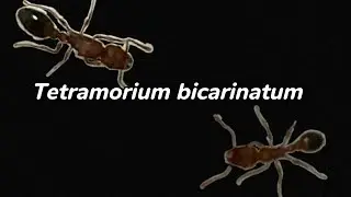 Tetramorium bicarinatum | Przedstawienie gatunku Mrówki [#4]