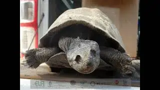 2020D03S06L02 CORMAC PRICE The ecology of terrapin species (Pelomedusa galeata & Pelusios sinuatus)