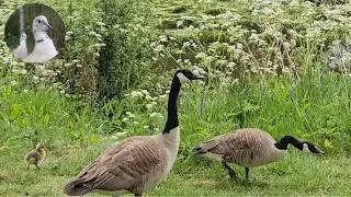 #Waterbirds - #Geese & #goslings at #BlenheimPalace, #Oxfordshire 🦢🪿 | #waterfowl, #ytvideoes