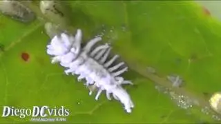 Rice mealybugs