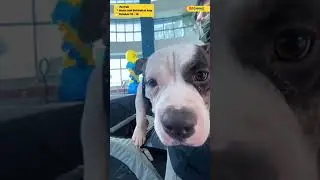 Pet Express Pet Fair