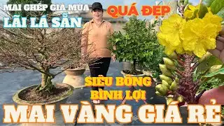 02-02 CHỊ DUNG Giao Lưu Mai Vàng Giá Rẻ Chơi Tết, Siêu Bông Bình Lợi Già Mùa Bao Nụ • THÀNH TRỌNG LÊ