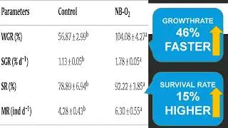 Oxygen Nanobubbles for Kuruma Prawn culturing model in RAS