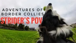 ADVENTURES OF BORDER COLLIES,  STRIDER&rsquo;S POV #Dog #collie #Ireland #Strider