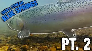 BLUE SPRINGS Small Stream TROUT FISHING PART 2!