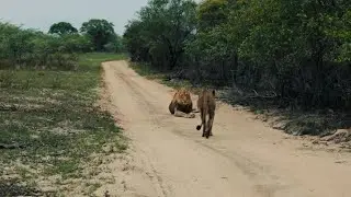 Queens of Ndzenga and daughters of Majingalani lions .