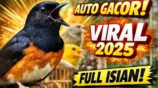 Murai Batu Gacor Seketika! Masteran Terbaru Full Isian Viral 2025