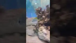 Silver Moony fish in tank #shorts