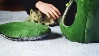 Christmas cat bed
