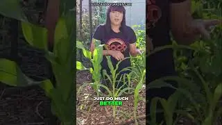 Mastering Corn Growing in Hot Weather