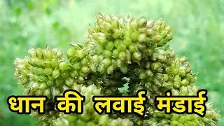 मैने करी पूरी धान की मंडाई।@KaTaYiZeHr #ytvlogs#phadilifestyle#phadivibes #villagerlifestyle#youtube