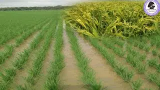 RICE TRANCE PLANTING IN ROW METHOD //Rice cultivation// (PADDY FIELD IN INDIA) ||Sandhya Mushroom||