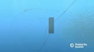 Alat Tangkap  Trawl  melayang
