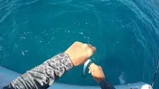 Yellow Tail Snapper fishing Islamorada 2017
