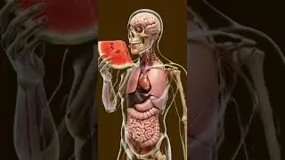 Watermelon Inside Your Body | 3D Anatomy Visual🍉 #Watermelon #watermelonbenefits #InsideYourBody