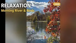Relaxing Morning River: 1 Hour of Peaceful Nature Sounds to Start Your Day ☕️☀️