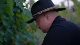 Sezonul culesului ! Cum recoltăm strugurii ecologici la crama Jitar.