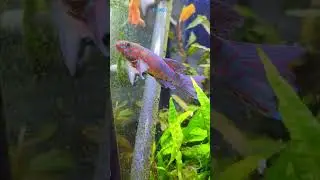 💙 Голубой гуларис киллифиш &ndash; взрыв цвета пресной воды! 🐠 | TANKED IND | @tanked_ind
