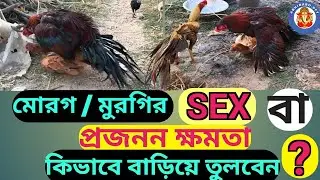 ##cock sex##assel bodyhit##desifarm##asselfarm##